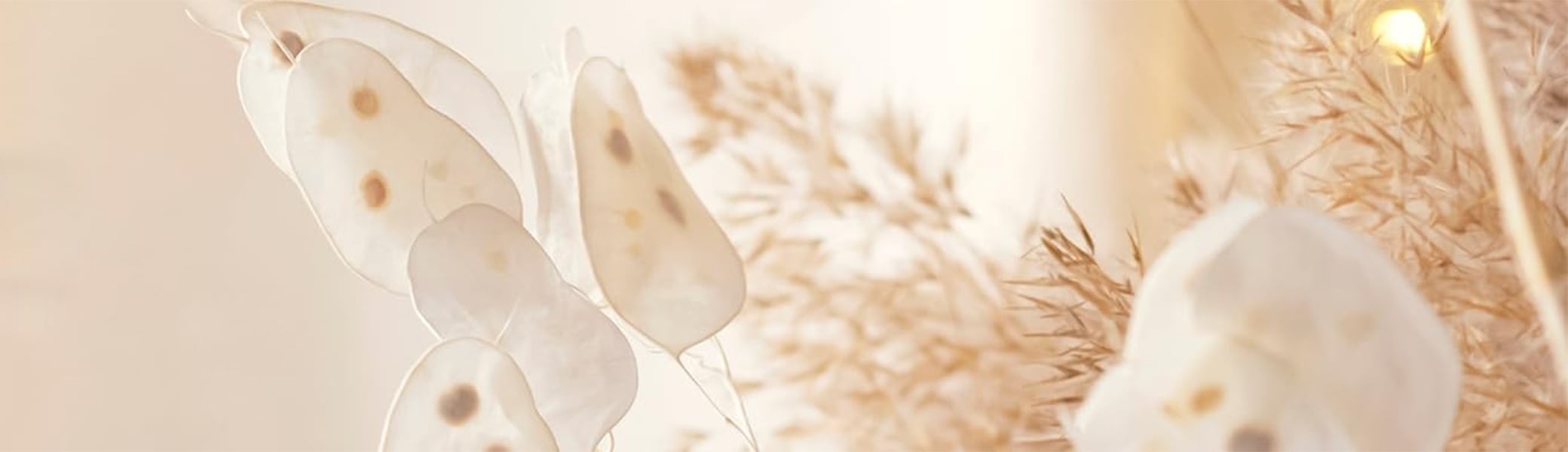 Dried lunaria and pampas grass, the AELS still life